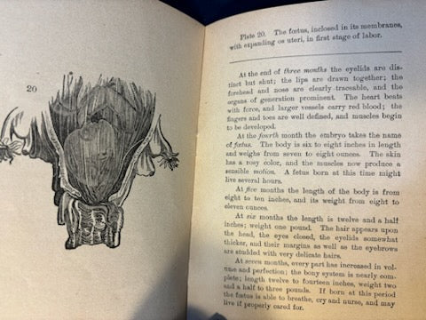 Sauer, P. B.  Maternity. Chicago: Miller, 1891. Revised ed. Pamphlet of graphic plates laid in. Pict cloth, gilt. Very Good