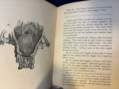 Sauer, P. B.  Maternity. Chicago: Miller, 1891. Revised ed. Pamphlet of graphic plates laid in. Pict cloth, gilt. Very Good